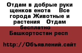 Отдам в добрые руки щенков енота. - Все города Животные и растения » Отдам бесплатно   . Башкортостан респ.